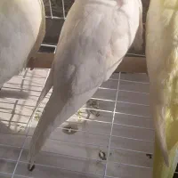 عروس هلندی البینو لوتینو