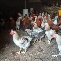 خروس محلی