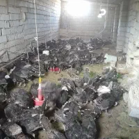 فروش بوقلمون برنز چهار ماهه