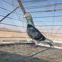 یک نر کفتر پولکی ضمانتی