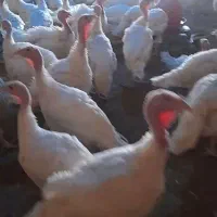 بوقلمون ارگانیگ