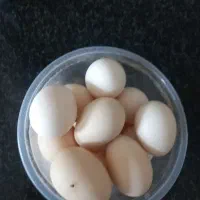 تخم مرغ محلی نطفه دار
