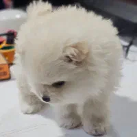 توله پامرانین