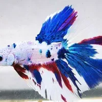 فایتر نژاد(قابل نگهداری در تنگ و ظرف بامبو)