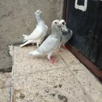 کفترکله الماسی پلنگ سبز سارجوجه