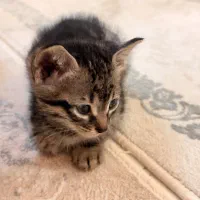 واگذاری گربه DSH رایگان