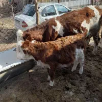 گاو‌گوساله‌‌سیمینتال|حیوانات مزرعه|قیدار, |دیوار