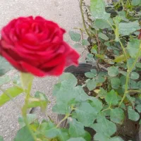 گل رز هر رنگ‌موجود فقط ۲۰۰ هزار تومان