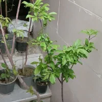 فدوش تعدادی نهال و گل  با کیفیت و تضمین،