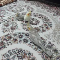 فروش جوجه عروس هلندی