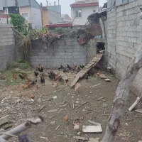 زمین|فروش زمین و ملک کلنگی|رشت, نخودچر|دیوار