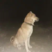 سگ گله
