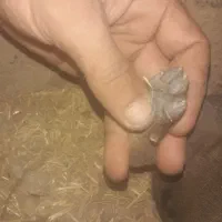 توله دو رگ سرابی ماده رایگان