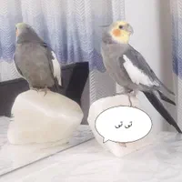 طوطی عروس هلندی گمشده پیدا بشه ۱۰ مژدگانی