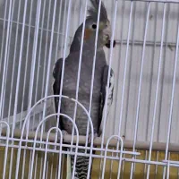 عروس هلندی ماده|پرنده|تهران, گلچین|دیوار
