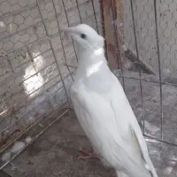 جفت جوجه کبوتر|پرنده|یزد, |دیوار