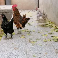 تخم مرغ نطفه دار گلین|حیوانات مزرعه|اصفهان, ملکشهر|دیوار