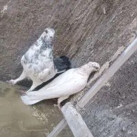 کبوتر پرشی|پرنده|سیرجان, |دیوار