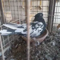 کله سیا|پرنده|مسجد سلیمان, |دیوار