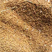 بذر قره یونجا|عمده‌فروشی|فیروزآباد (آذربایجان), |دیوار