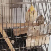 عروس هلندی سخنگو