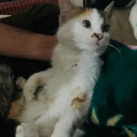 واگذاری رایگان|گربه|کرمان, |دیوار