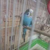 مرغ عشق|پرنده|اصفهان, باغ نگاره|دیوار