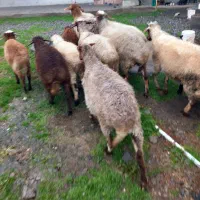 عرضه ۶ راس گوسفند همراه با بره