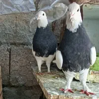 کفتر طوقی|پرنده|بم, |دیوار