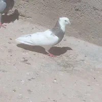 شهرستان قوچان