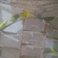 مرغ عشق سالم و سرحال|پرنده|تربت جام, شهید مدرس|دیوار