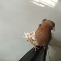 کبوتر کلاه ساری و زرد باش
