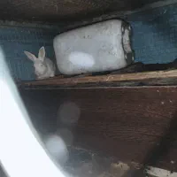 خرگوش سالم سرحال دونه 250|موش و خرگوش|نوشهر, |دیوار