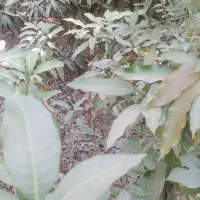 نهال انبه|گل و گیاه طبیعی|میناب, |دیوار