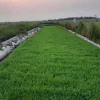 بذر نشا کشت دوم (بینام)