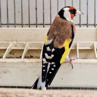 سهره نر صاف