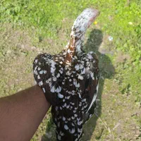 دو جفت خروس لاری|حیوانات مزرعه|رشت, لاکان|دیوار