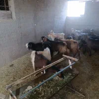 17راس بزغاله نر درجه یک|حیوانات مزرعه|آران و بیدگل, |دیوار