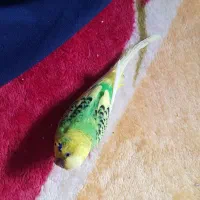 مرغ عشق دستی زیبا خوش رنگ