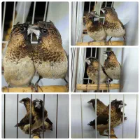 فنچ بنگالی فول مولد
