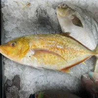 فروش عمده انواع ماهی و میگو و صدف دریایی و پرورشی