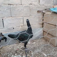 مرغ و خروس واقعا دانگ بال همانند شتر مرغ|حیوانات مزرعه|ملکان, |دیوار