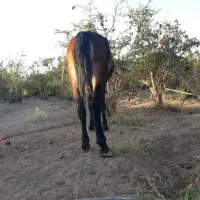 اسب مادیان با کره نر|اسب و تجهیزات اسبسواری|تهران, مینابی|دیوار