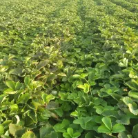 نهال توتفرنگی سابرینا خالص نهال پرپر|خدمات باغبانی و درختکاری|دلند, |دیوار