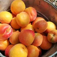 شرکت فروش نهال های تضمینی|خدمات باغبانی و درختکاری|قزوین, |دیوار