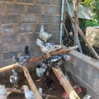 تخم  نطفه دار گلین، لوهمن، سلطان بلک متلد