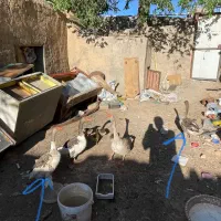 غاز|حیوانات مزرعه|ساوه, |دیوار