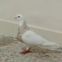 ۳ تا ماده