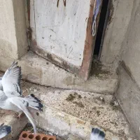 کلاغ بدرنگ|حیوانات|کرمان, |دیوار