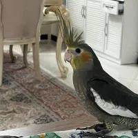 دوتا عروس هلندی سه ماهه